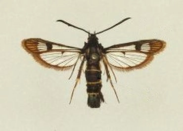 bessenglasvlinder, Synanthedon tipuliformis, museum.jpg